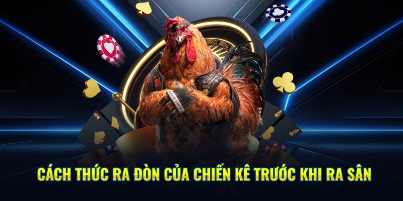 Cách thức ra đòn của chiến kê trước khi ra sân