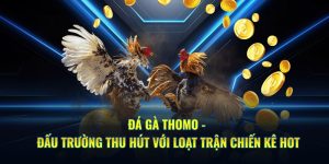 Đá Gà Thomo - Đấu Trường Thu Hút Với Loạt Trận Chiến Kê Hot