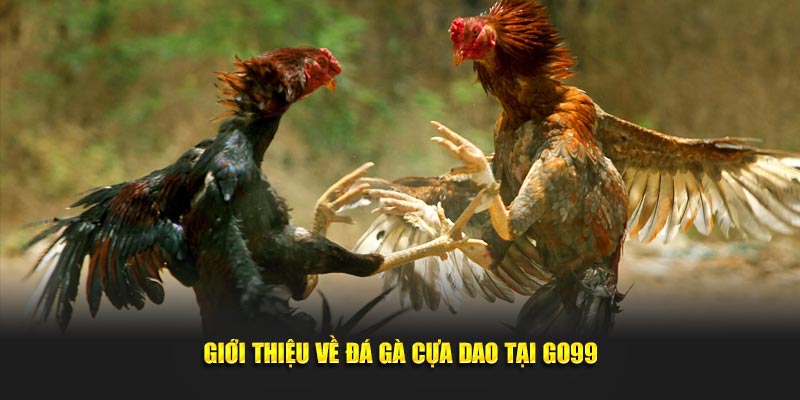 Đá gà cựa dao tại GO99