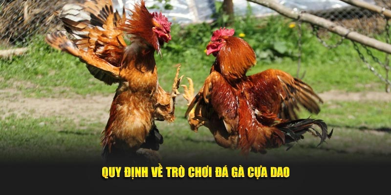 Quy định trong đá gà cựa dao