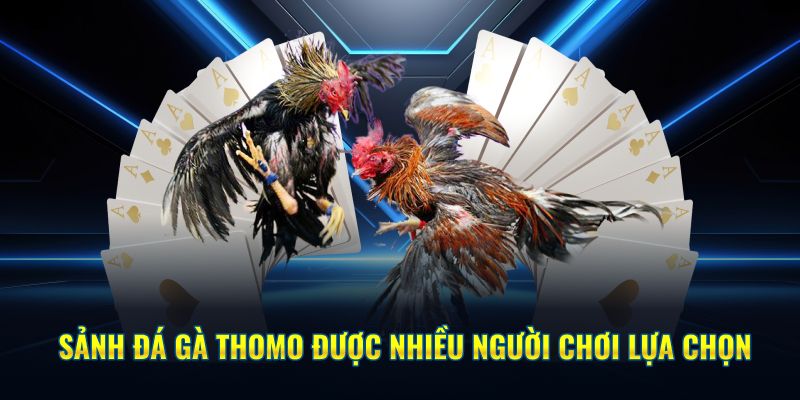 Sảnh đá gà Thomo được nhiều người chơi lựa chọn