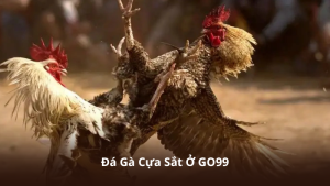 Đá Gà Cựa Sắt Ở GO99 – Cập Nhật Lịch Thi Đấu Và Kèo Mới Liên Tục