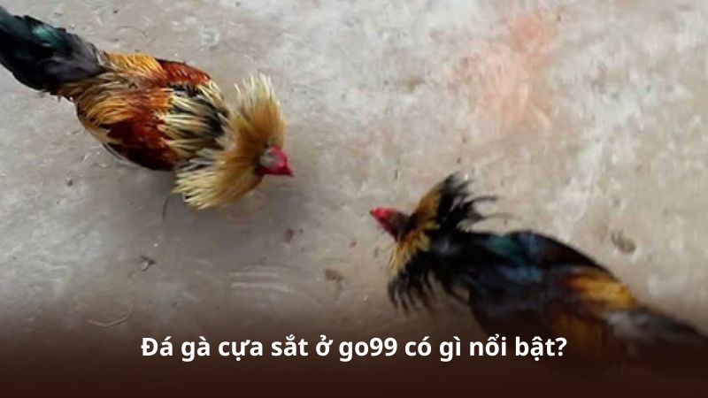 Đá gà cựa sắt ở go99 có gì nổi bật?