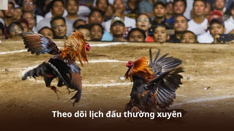 Theo dõi lịch đấu thường xuyên